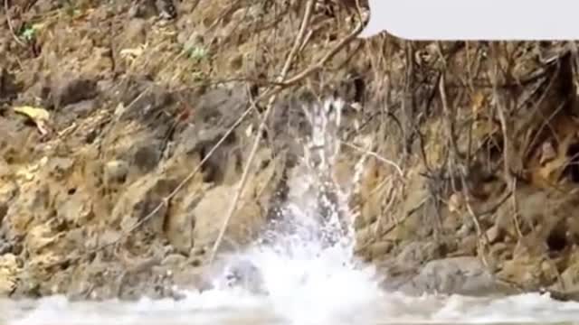 The moment a cheetah jumped into the water to catch a crocodile