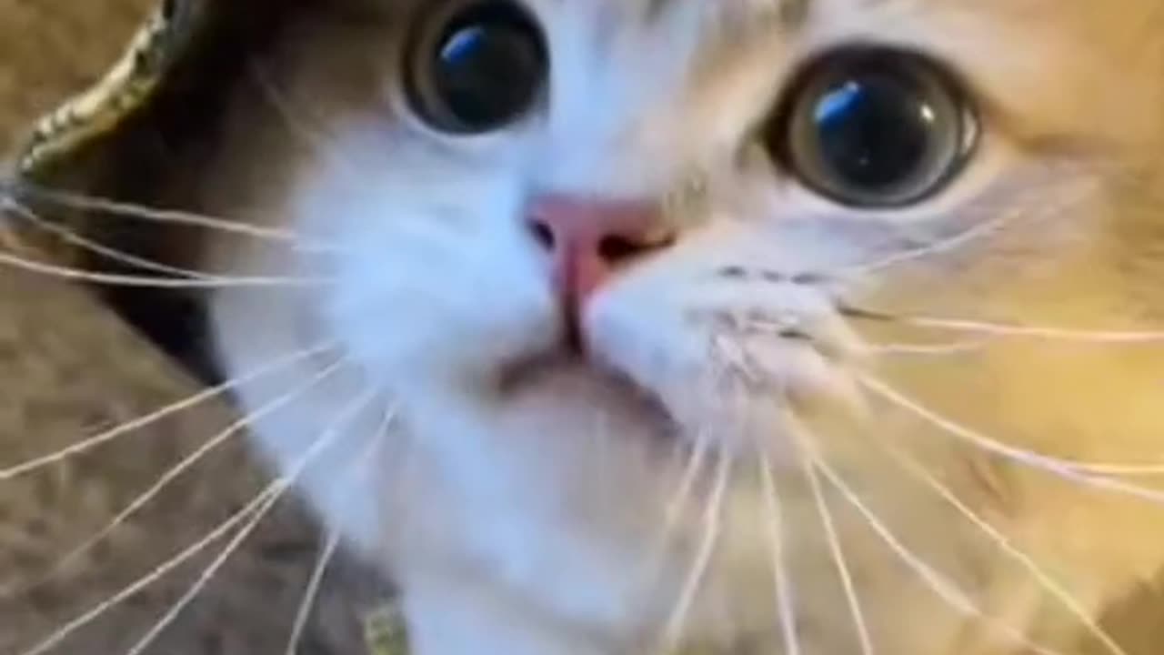 meow compilation sound on u gonna love it๐