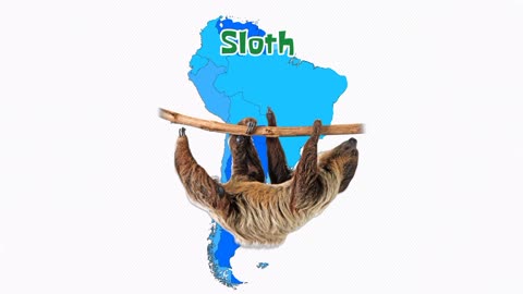 South American Animals|Let's Learn South American Animals Names| Wildlife Of South America