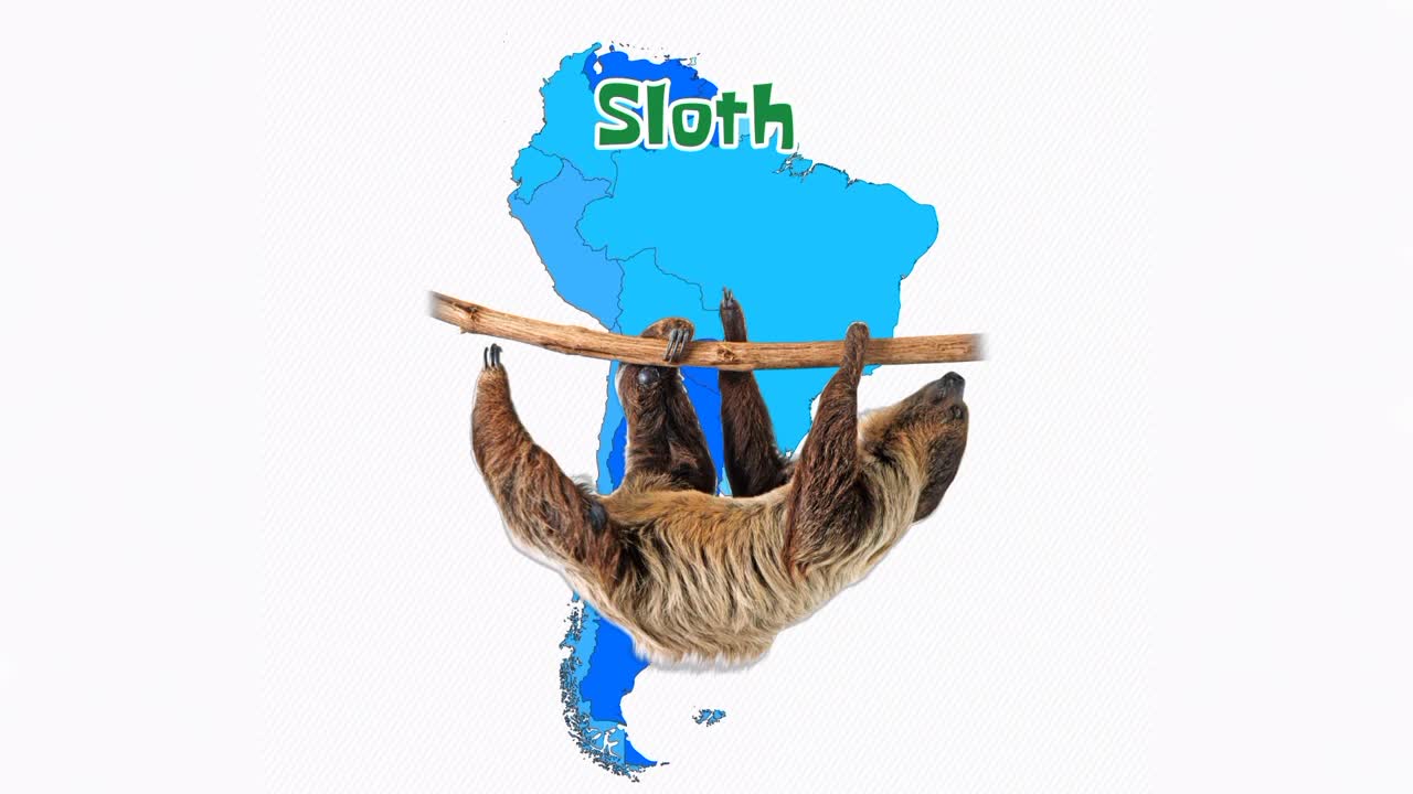 South American Animals|Let's Learn South American Animals Names| Wildlife Of South America