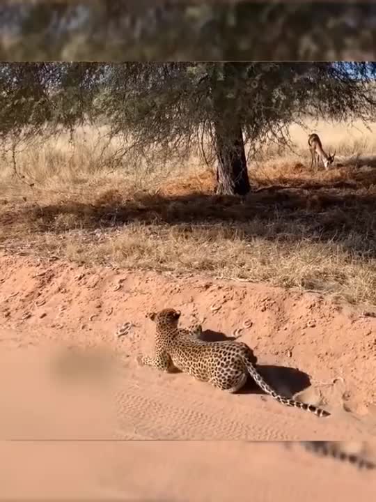 "Wildlife in Action: The Moment a Tiger Attacks a Drinking Deer"