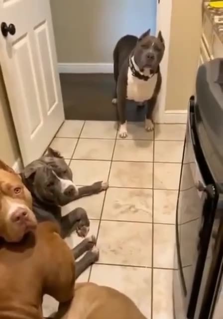 DOGS KNOW WHEN HUMANS SCREW UP