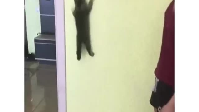 Shockedpopular Spidercat climbing at wall lol