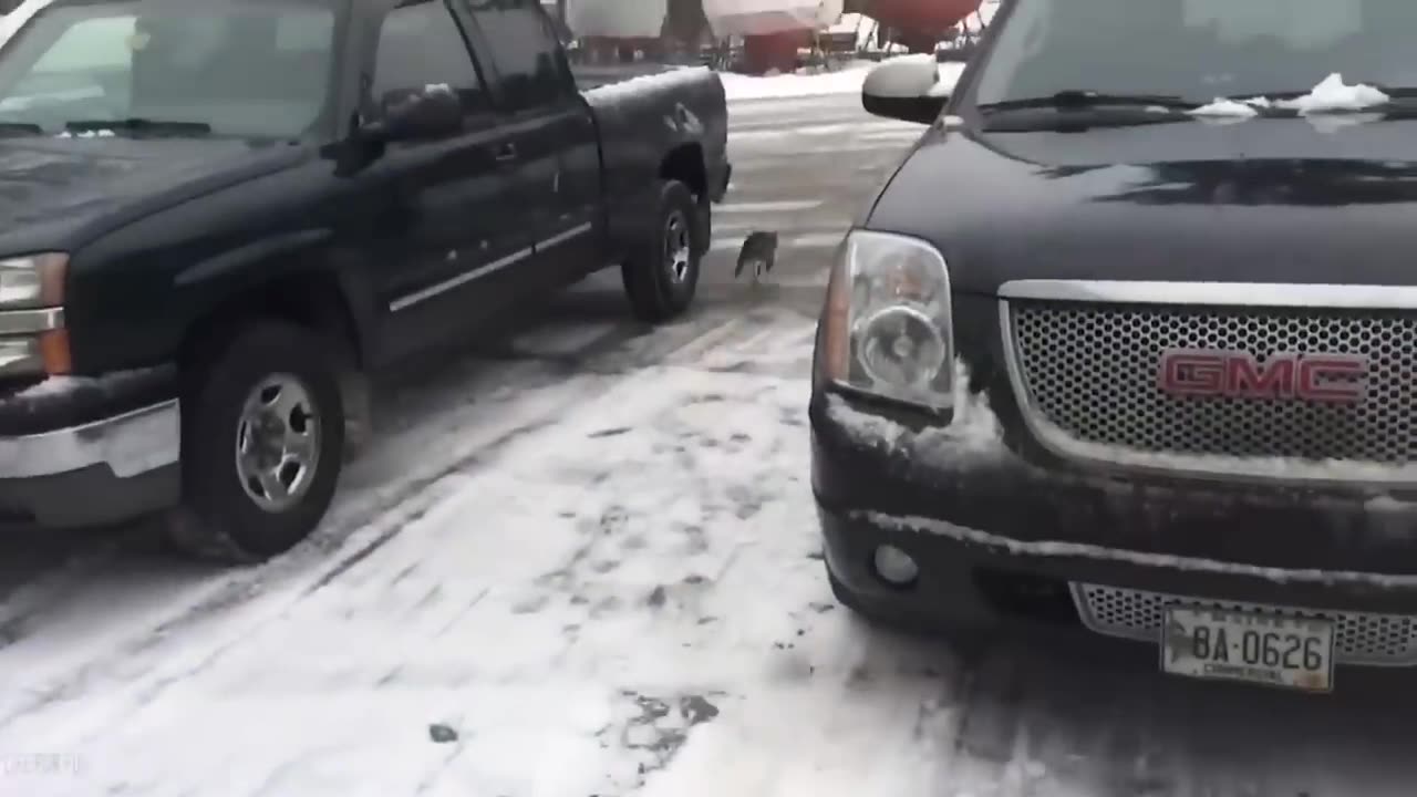 Funny animal