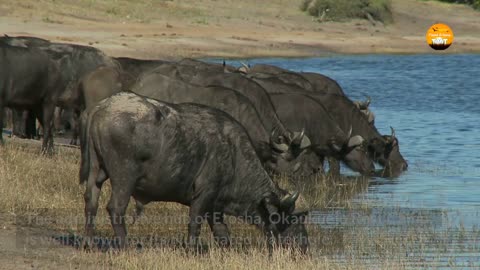 14 Night Budget Namibia