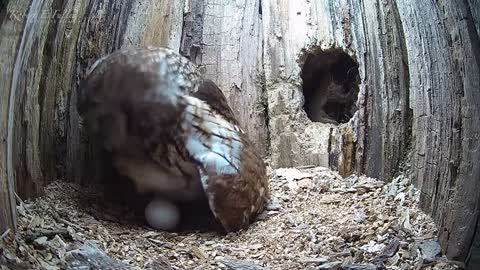 Tawny Owl Luna's Tragic Loss Has a Happy Ending🦉