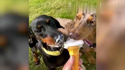 Funny Animal Videos 2023 😁 Funniest Dogs and Cat Videos #1