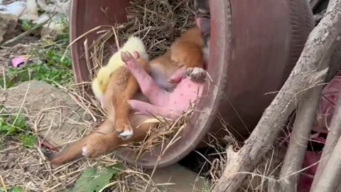 Nap goals 🐶🐷🐤