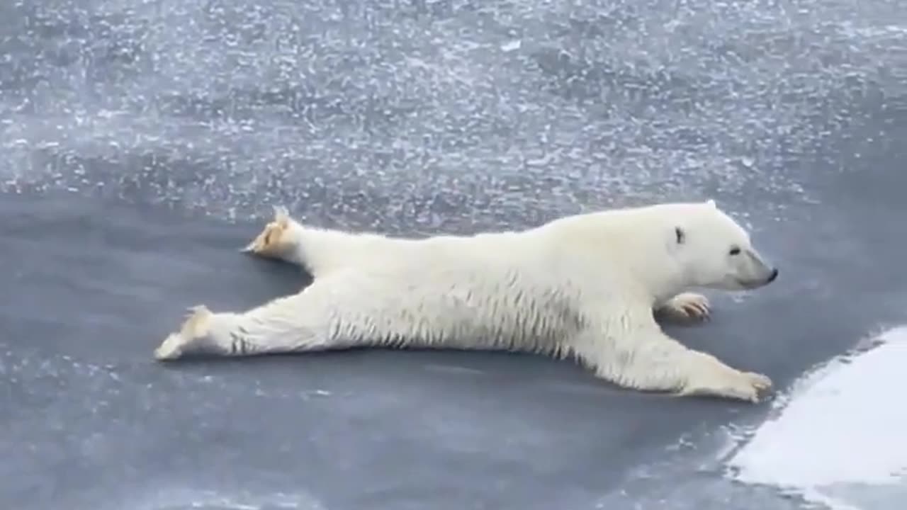 A polar bear crossing over thin ice