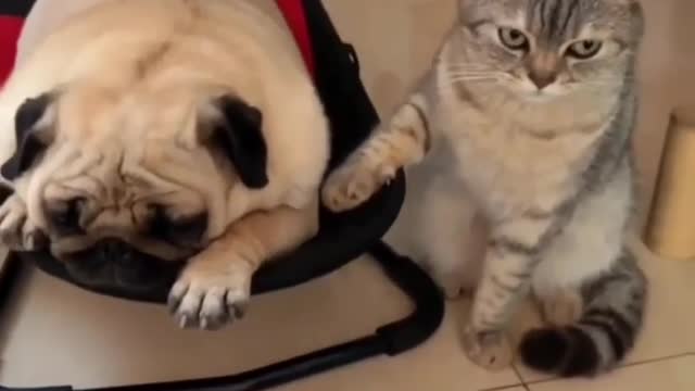 Cat and dog