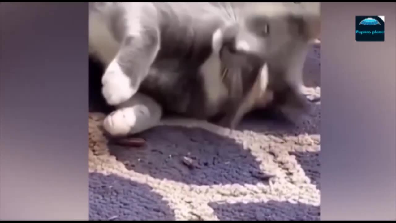 Funny Animal Videos - Funniest Cats and Dogs