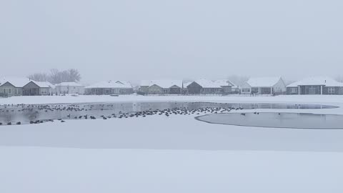 Geese Lake Ice