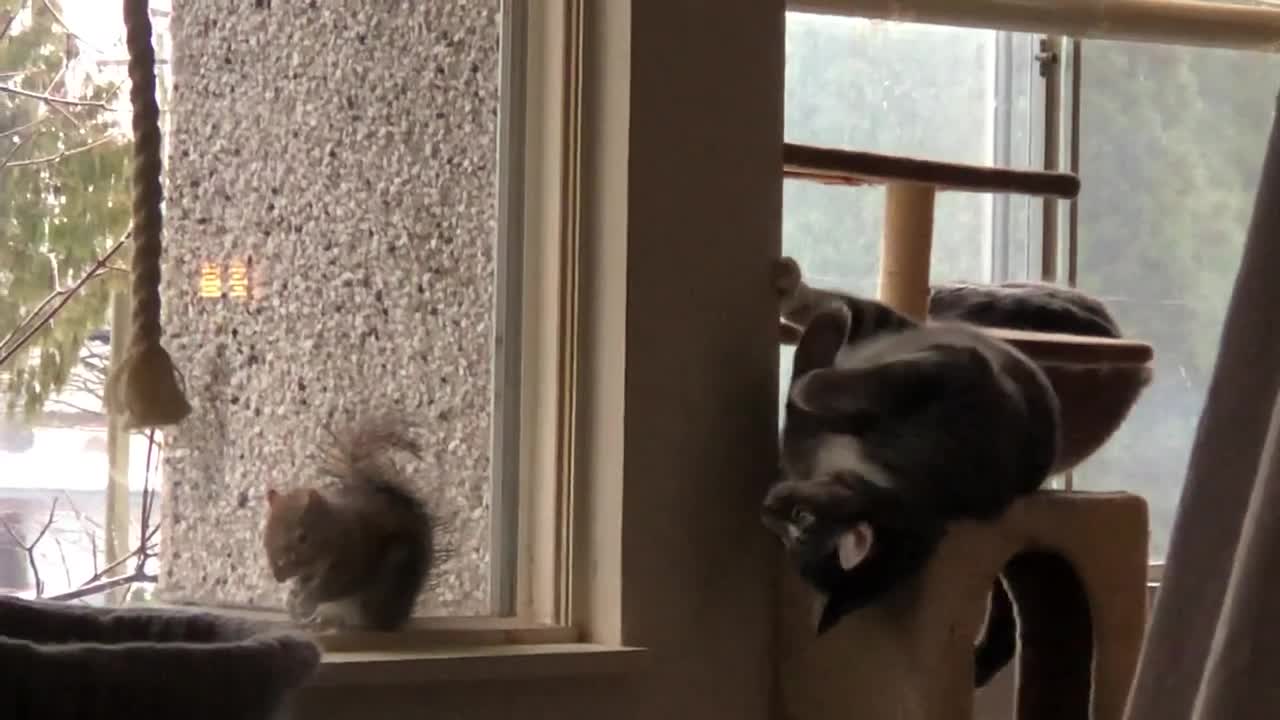 Lazy playing with squirrel !