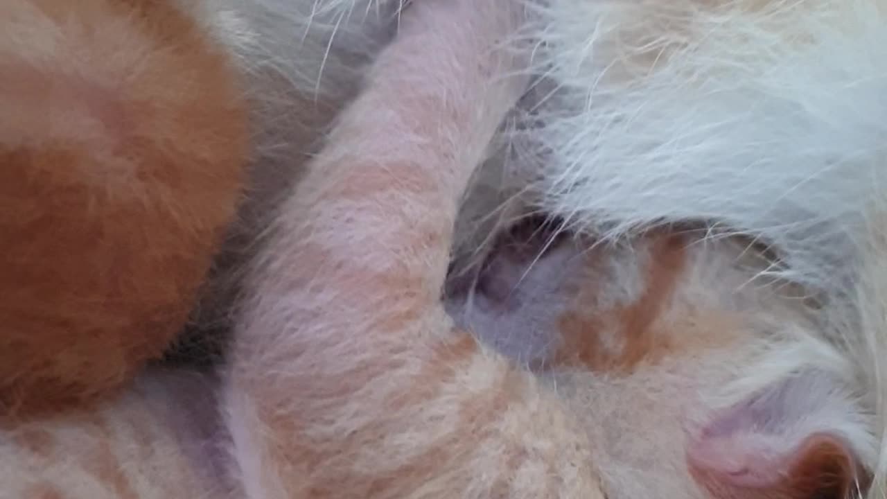 2 cute kittens look hungry Ep02
