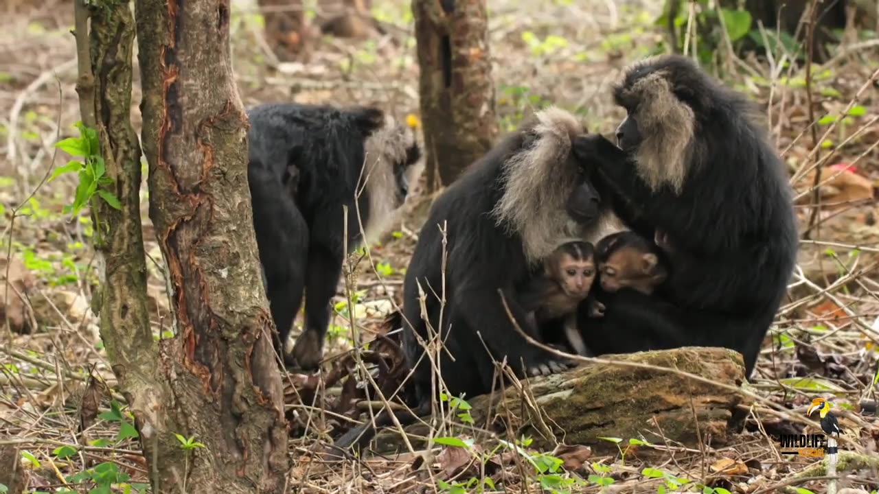 Lion Tailed monkey - Wildlife documentary in Hindi