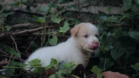 Cute Puppy