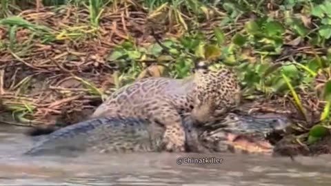 Crocodile vs leopard the real fight