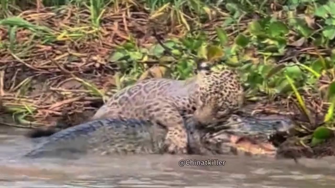 Crocodile vs leopard the real fight