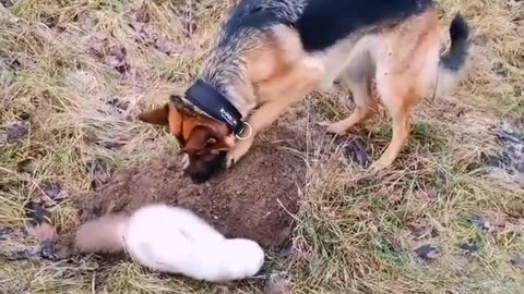 Dog And Ferret Become Best Friends