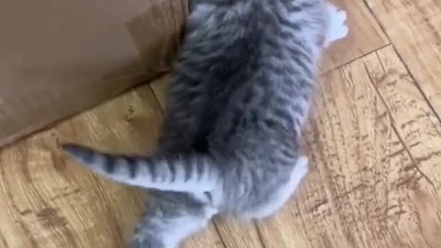 Is kitten Mimi doing exercise?