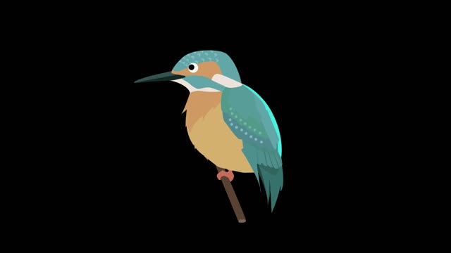 Simple flat painful Animal Animal Kingfisher MG Animation