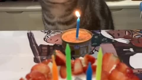 Cat celebrate birthday fanny reactions