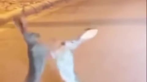 Rabbit Fight