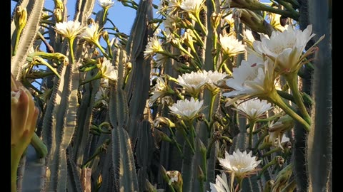 Blooming Queen of the Night Cactus