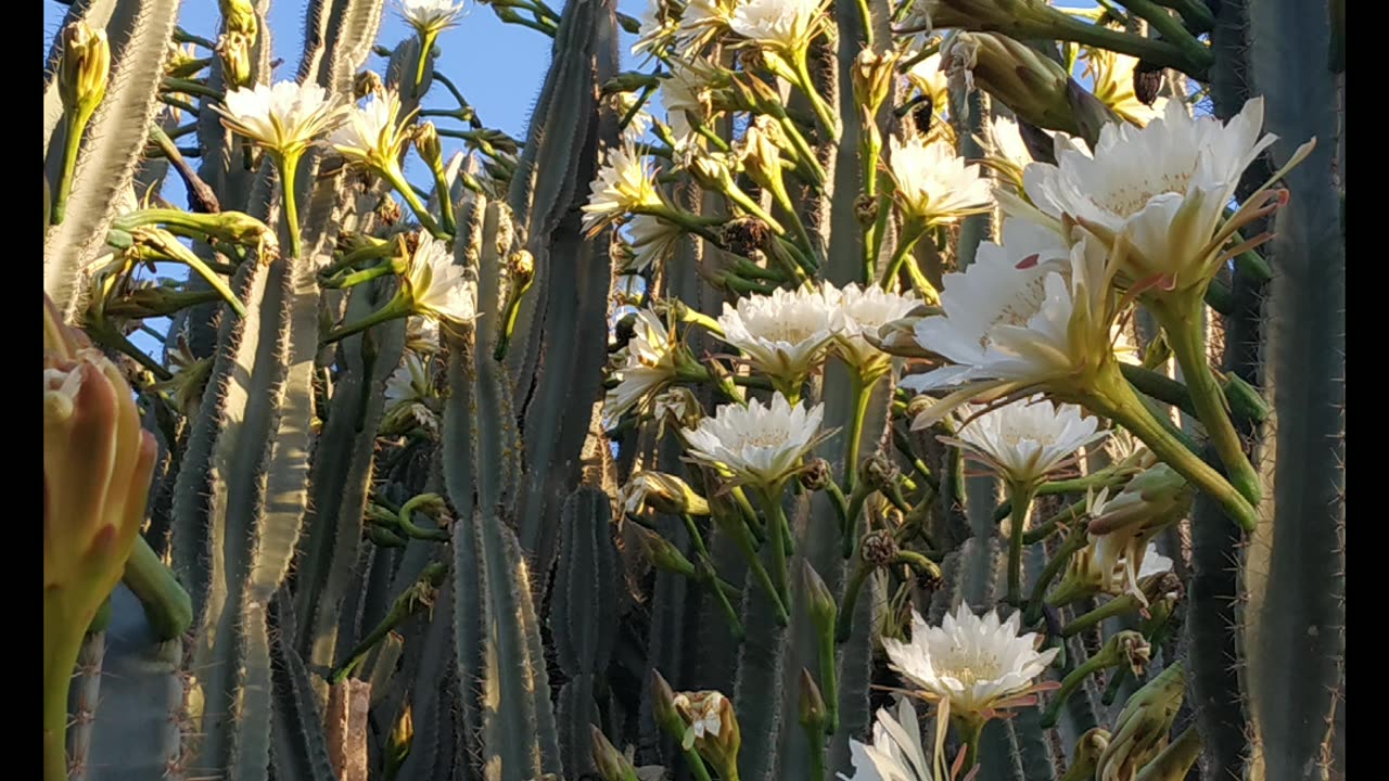 Blooming Queen of the Night Cactus