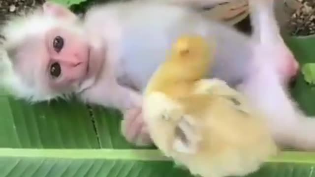 Funny animaux