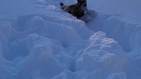 Chiborek breast stroke in frozen water