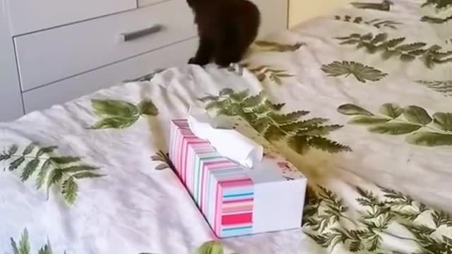 Funny cat video 🤣