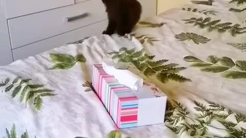 Funny cat video 🤣