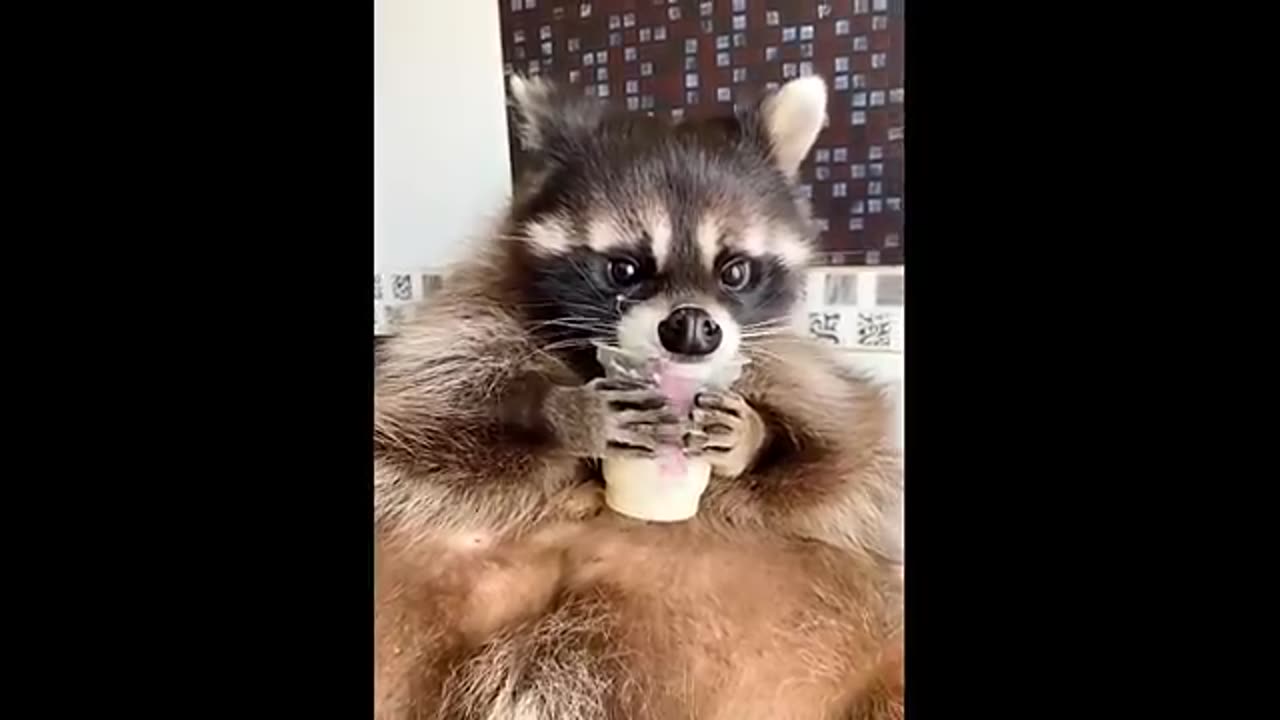 Cute_baby_animals_Videos_Compilation_cute_moment