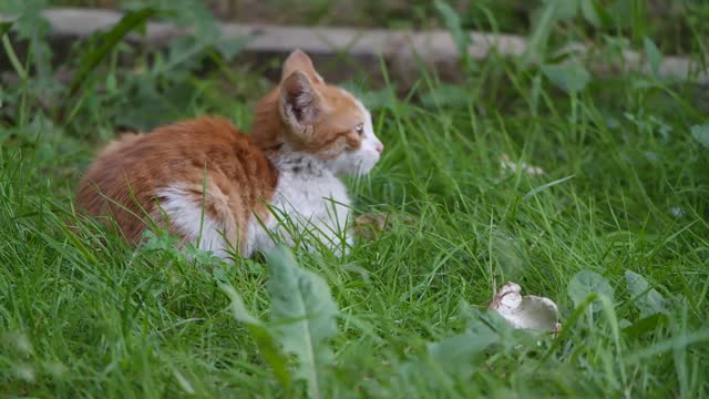 A kitten resting and trying to catch insect in the grass