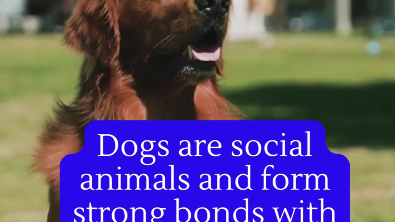 Dogs fact|| animal fact|| pets fact behaviour