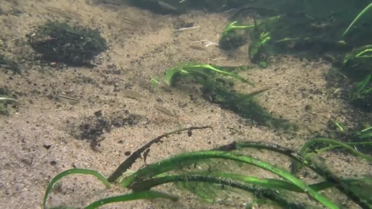 Freshwater Mussels