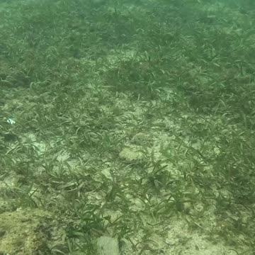 Snorkeling Bliss at Laguindingan’s Healing Reef