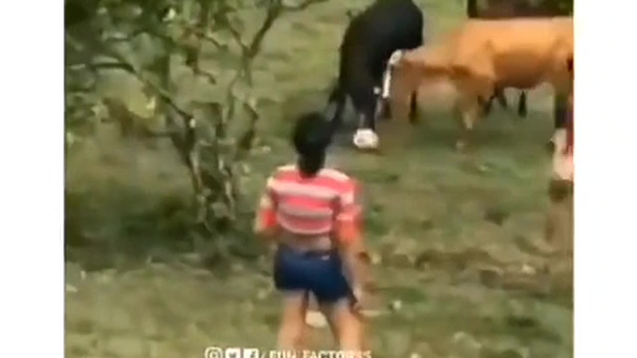 Funny videos
