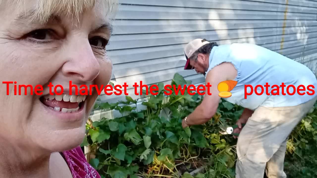 SWEET POTATO HARVEST