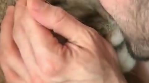Puma looks confused after being kissed by owner