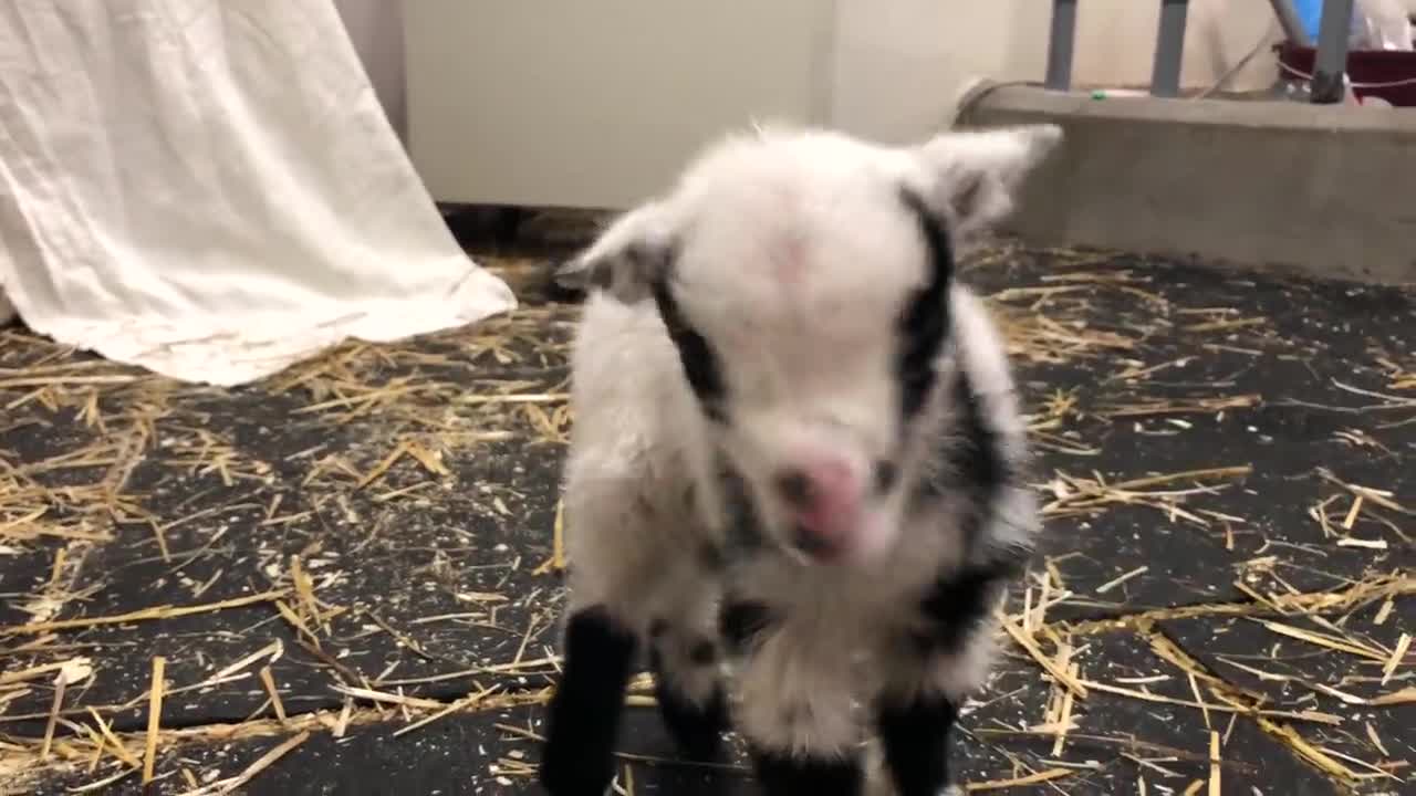 Baby goat making the cutest noise