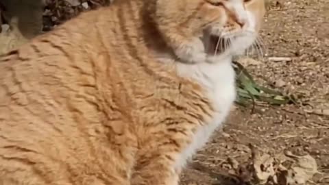 Cute Cats & Funny Cats 😍😍😅😅 #cats #reels #shorts #viral #pets #mmvcats