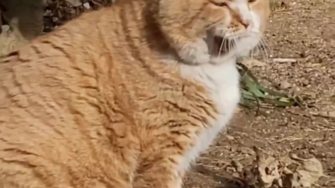 Cute Cats & Funny Cats 😍😍😅😅 #cats #reels #shorts #viral #pets #mmvcats