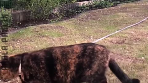 Funniest Cats Moments