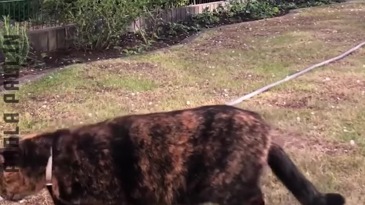 Funniest Cats Moments