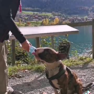 English Bullterrier drinking funny