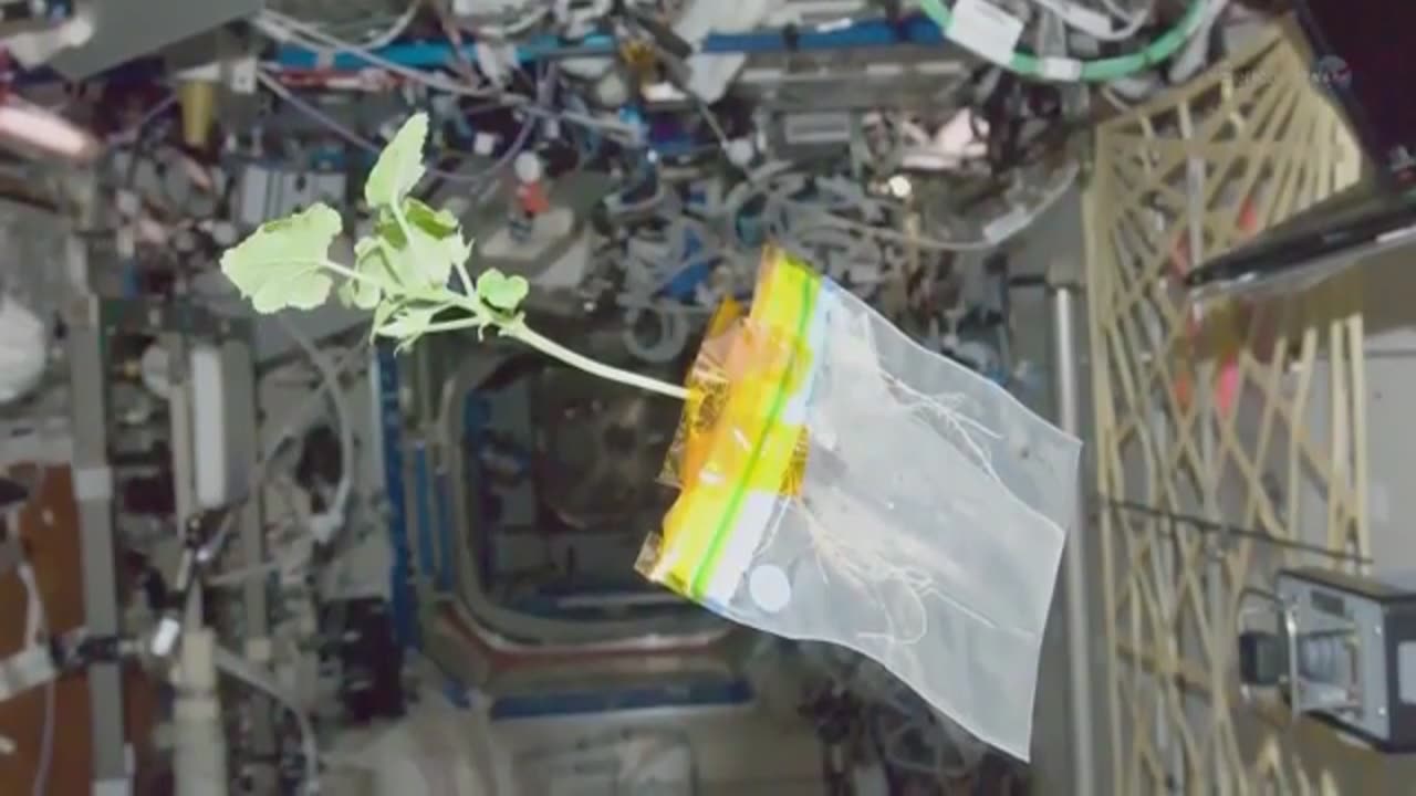 Plants Are Important to Success of Space Flight