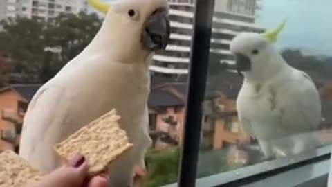 Cute animal moment - funny - part 1