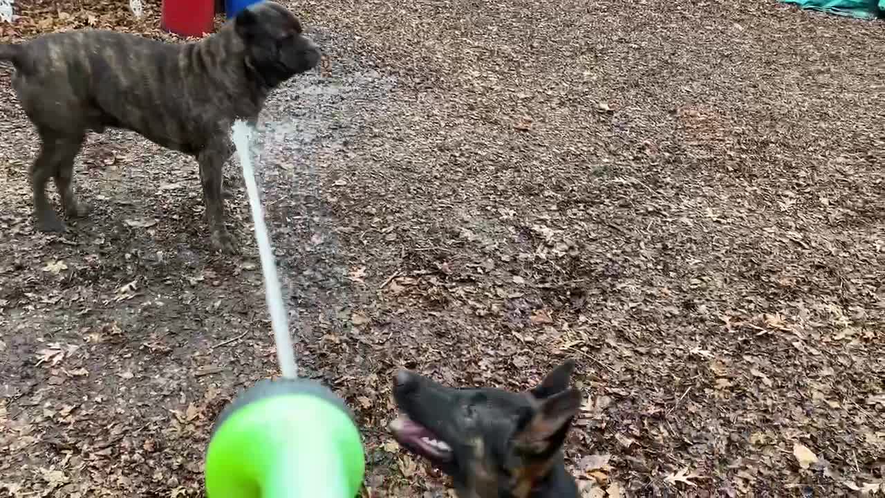 GSD loves to CHOMP the water